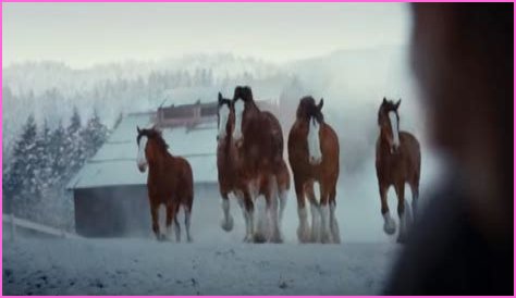Clydesdale Horse and Yellow Lab Star in Budweiser 2024 Super Bowl Ad